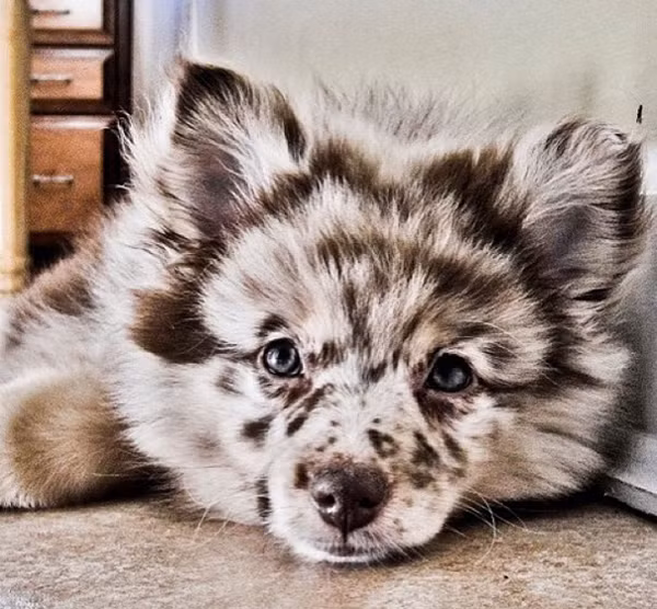 Những chú cún con lai siêu đáng yêu bậc nhất thế giới