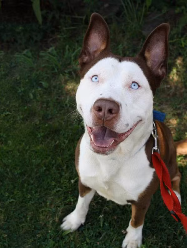 Những chú cún con lai siêu đáng yêu bậc nhất thế giới