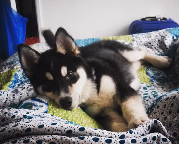 Những chú cún con lai siêu đáng yêu bậc nhất thế giới