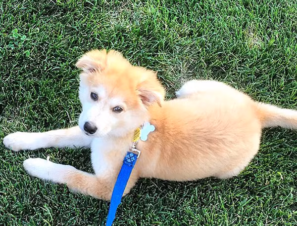 Những chú cún con lai siêu đáng yêu bậc nhất thế giới