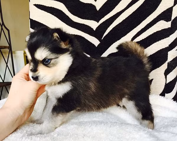 Những chú cún con lai siêu đáng yêu bậc nhất thế giới