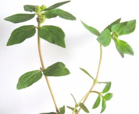 Công dụng thần kì của loài cỏ sữa - Ảnh 3 Cong dung than ki cua loai co sua - Anh 3