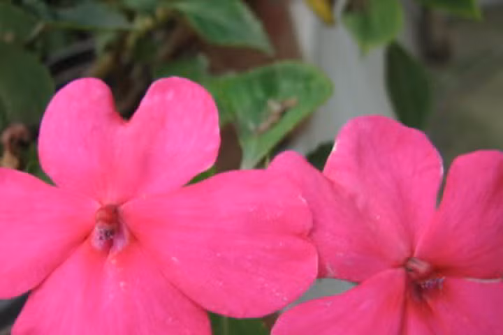 Kỹ thuật trồng cây và chăm sóc hoa ngọc thảo cho ban công rực rỡ màu hoa