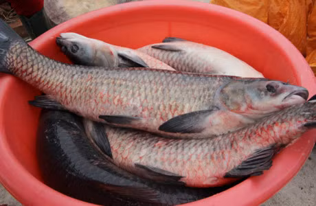 Bi mat 10 loai gia vi co trong noi ca kho lang Vu Dai - Anh 2