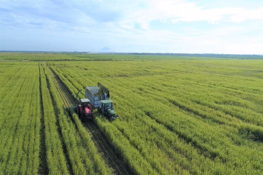 Trang trại Vinamilk Green Farm ứng dụng kỹ thuật canh tác tiên tiến giúp nguồn đất tại trang trại luôn màu mỡ và giàu dinh dưỡng.