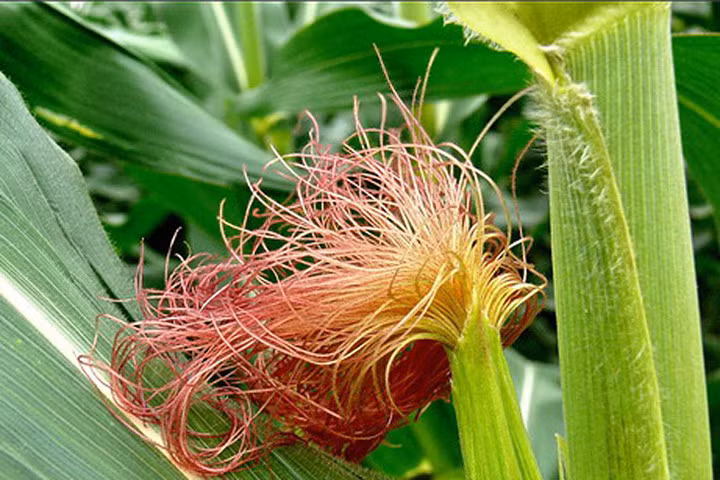 Râu ngô - tiên dược rẻ cho mọi gia đình