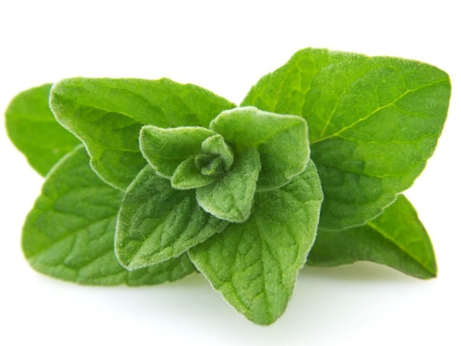 Lá Oregano tươi Lá Oregano tươi