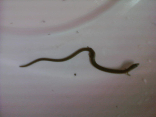 Con "rắn" lạ đang được để trong một chiếc thau với một chút nước. Con "rắn" lạ đang được để trong một chiếc thau với một chút nước.