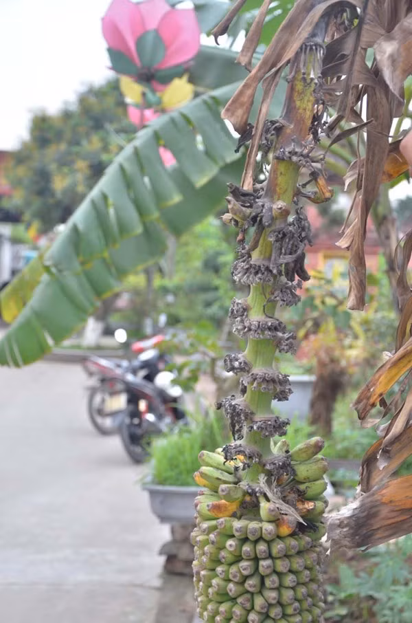 Tận thấy cây chuối trăm nải nghìn quả ở Hà Nội ảnh 8