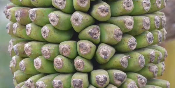 Tận thấy cây chuối trăm nải nghìn quả ở Hà Nội ảnh 9