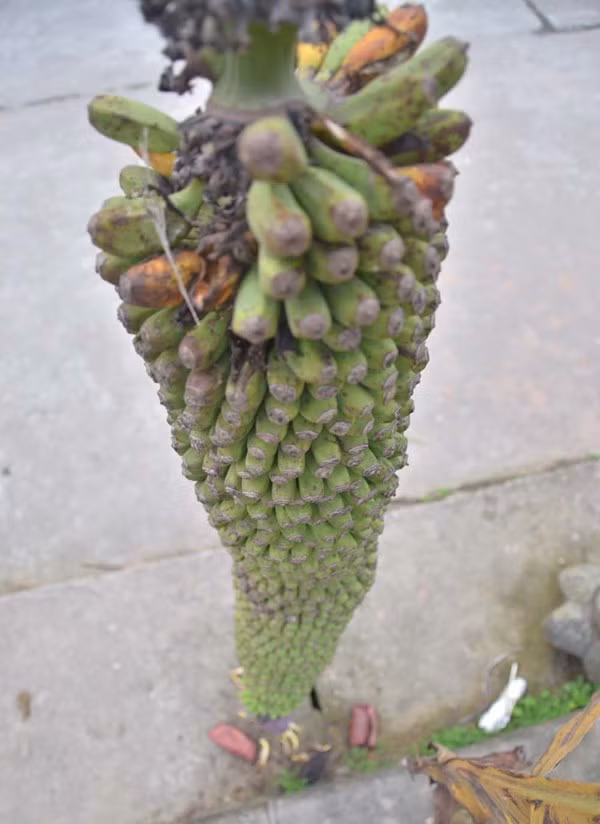 Tận thấy cây chuối trăm nải nghìn quả ở Hà Nội ảnh 6