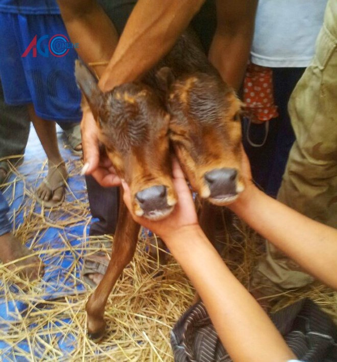 Chú bê có 2 đầu là hiện tượng đột biến gen hiếm thấy từ trong bụng mẹ. Ngoài việc sở hữu cái đầu thừa, từ lúc lọt lòng chú bê con rất khỏe. Chú bê có 2 đầu là hiện tượng đột biến gen hiếm thấy từ trong bụng mẹ. Ngoài việc sở hữu cái đầu thừa, từ lúc lọt lòng chú bê con rất khỏe.
