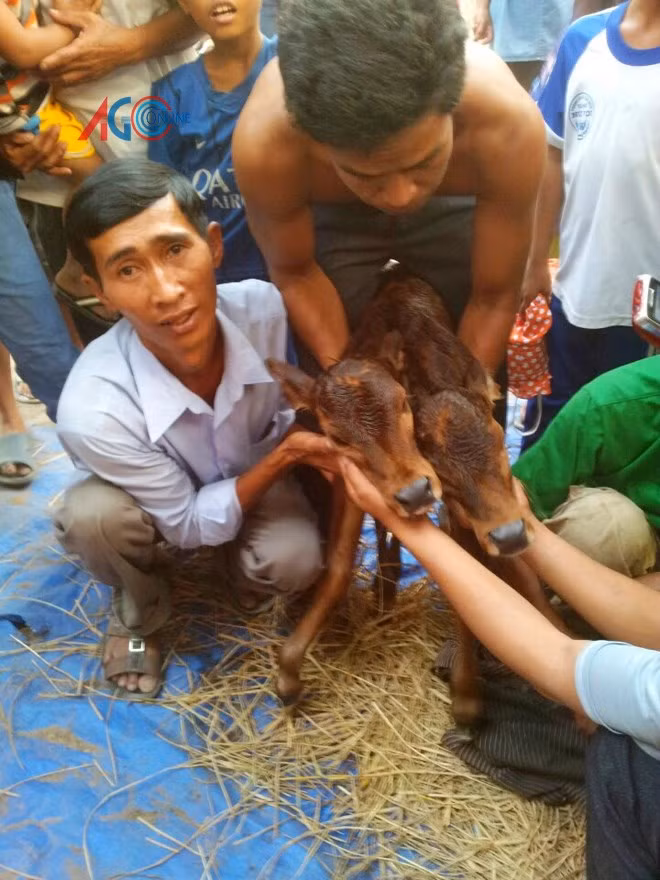 Chuyện lạ ở Bảy Núi: Chú bê mới sinh có 2 đầu ảnh 1