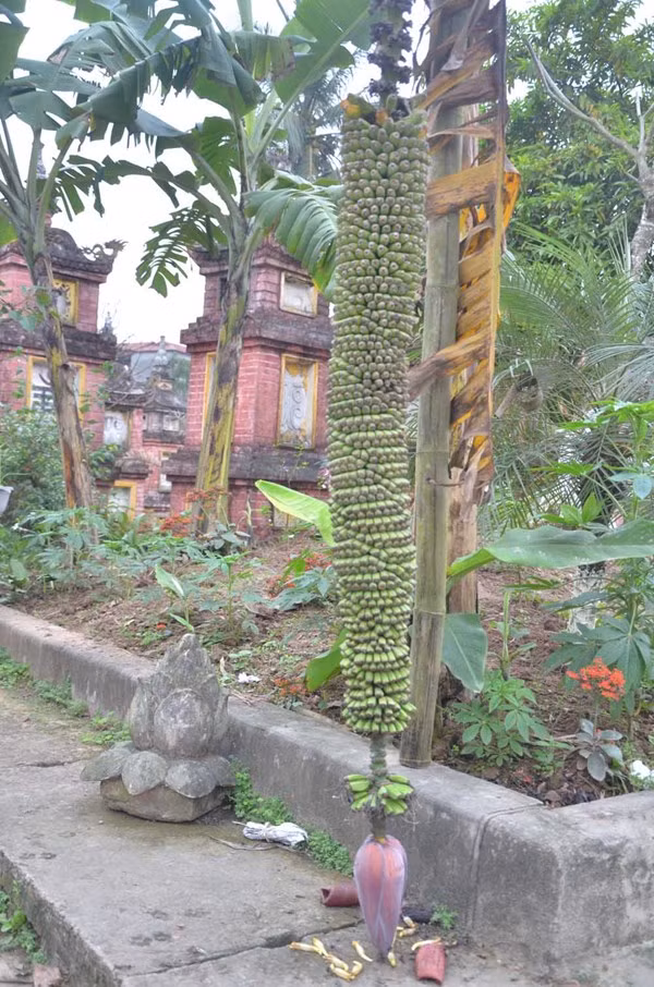 Tận thấy cây chuối trăm nải nghìn quả ở Hà Nội ảnh 4