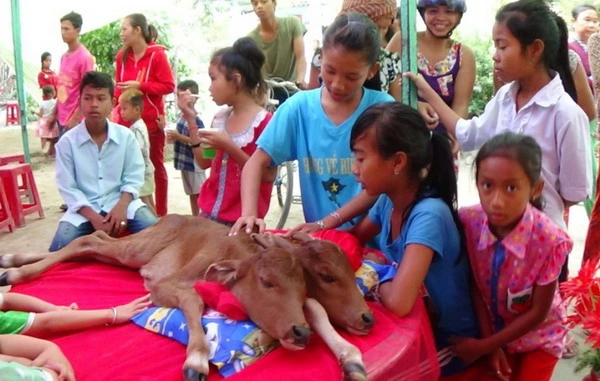 Bê 2 đầu được gia đình đặt trước nhà để cho mọi người đến xem. Ảnh: Minh Thư