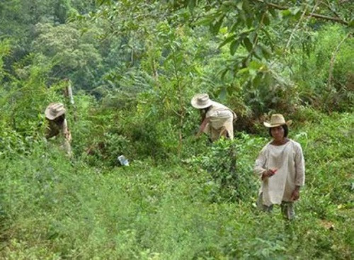 Nhà cộng đồng, nơi hội họp của dân làng.
