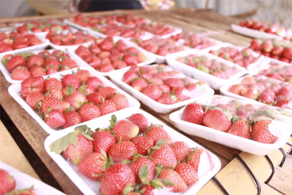 ngộ độc thực phẩm mùa hè 3