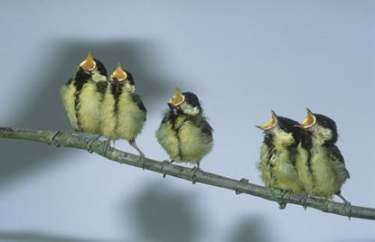 Chim cũng “lè nhè” khi say rượu