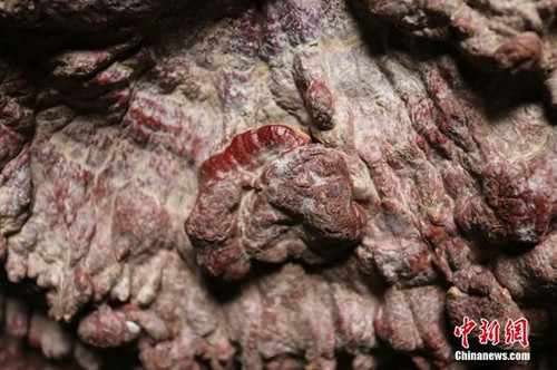 Nhiều cây linh chi nhỏ vẫn tiếp tục sinh trưởng trên cây lớn. Ảnh: ChinaNews. 6c5fb591062bfce-5232-1421718718.jpg