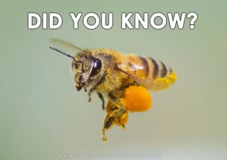 Noc ong co the tieu diet virus HIV? - Anh 2