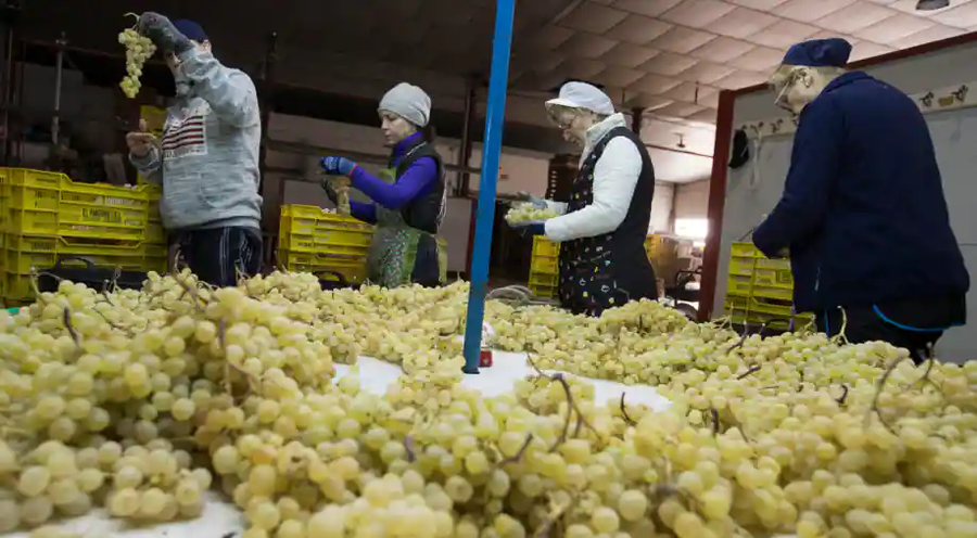 Tây Ban Nha: Công nhân tại một nhà máy chế biến vườn nho ở Novelda, miền đông Tây Ban Nha. Theo một truyền thống gần một thế kỷ, mọi người ăn 12 quả nho vào lúc nửa đêm vào giao thừa để có được may mắn. (Ảnh: AFP). Tây Ban Nha: Công nhân tại một nhà máy chế biến vườn nho ở Novelda, miền đông Tây Ban Nha. Theo một truyền thống gần một thế kỷ, mọi người ăn 12 quả nho vào lúc nửa đêm vào giao thừa để có được may mắn. (Ảnh: AFP).