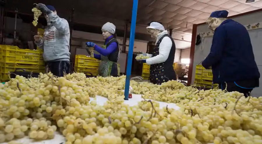 Tây Ban Nha: Công nhân tại một nhà máy chế biến vườn nho ở Novelda, miền đông Tây Ban Nha. Theo một truyền thống gần một thế kỷ, mọi người ăn 12 quả nho vào lúc nửa đêm vào giao thừa để có được may mắn. (Ảnh: AFP).