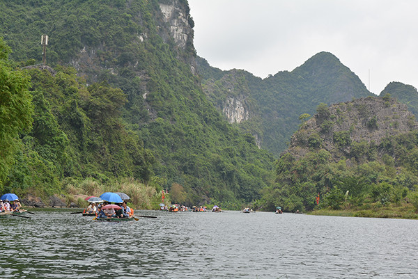 Kỳ lạ cây thị có quả tròn quả dẹt “độc nhất vô nhị” ở Việt Nam ảnh 1 Kỳ lạ cây thị có quả tròn quả dẹt “độc nhất vô nhị” ở Việt Nam ảnh 1