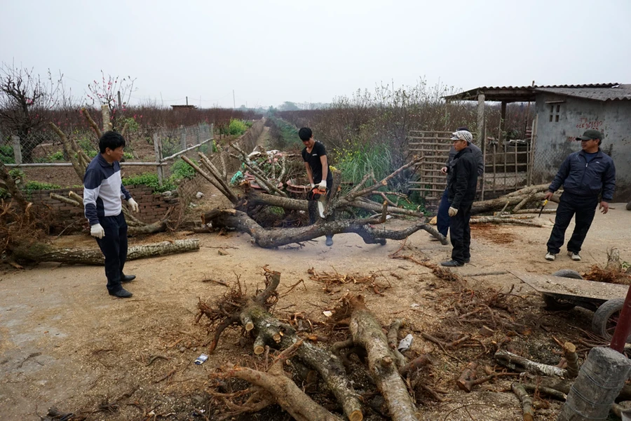 Các chủ vườn đào Nhật Tân đang cưa những gốc đào rừng chuẩn bị ghép mắt đào bích cho năm sau, khi nhiệt độ Hà Nội xuống thấp kèm mưa.