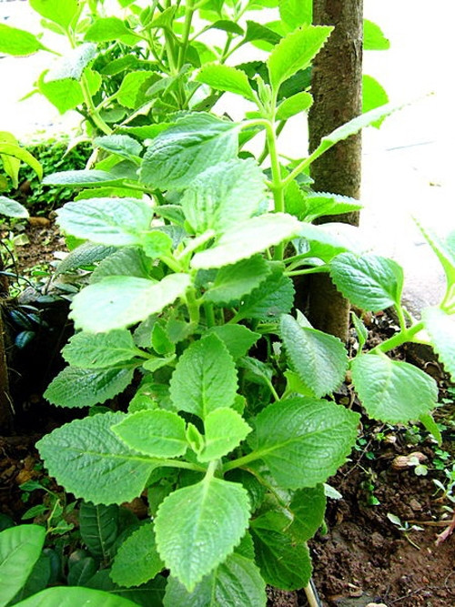 Thực hư bài thuốc trị ho từ lá húng chanh - Ảnh 2 Thực hư bài thuốc trị ho từ lá húng chanh - Ảnh 2