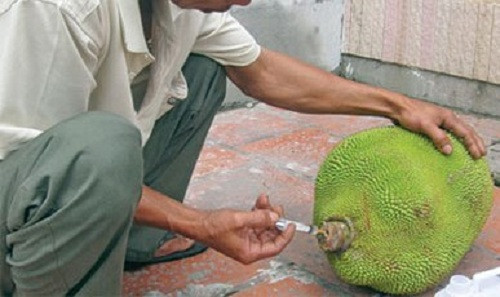 Các loại thuốc thúc chín hoa quả vẫn chưa có trong danh mục thuốc được phép sử dụng của Bộ nên có thể nói việc sử dụng các loại thuốc thúc chín hoa quả như đu đủ, mít, xoài… là bất hợp pháp.
