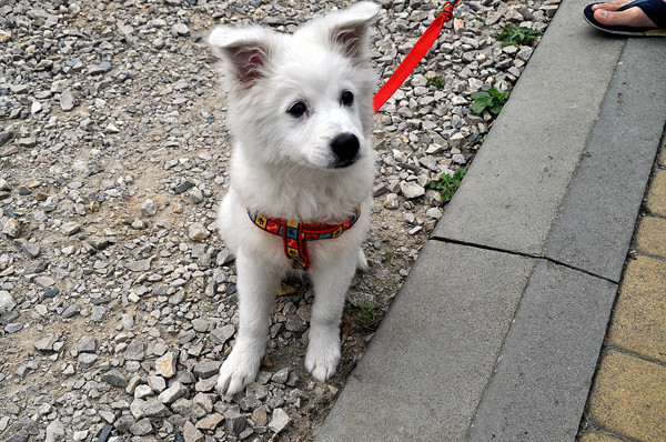 Chú chó cứu cụ bà 80 tuổi được viết nhật ký hàng ngày