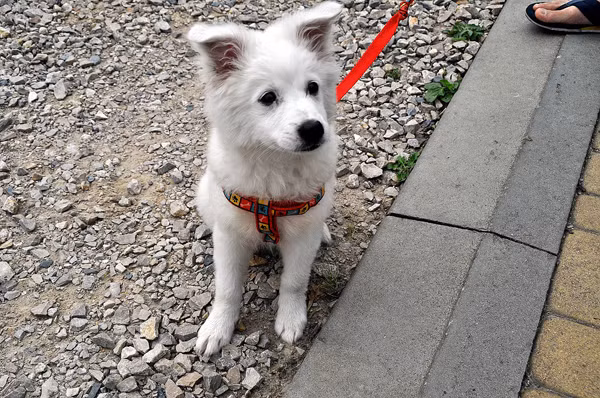 Chú chó cứu cụ bà 80 tuổi được viết nhật ký hàng ngày