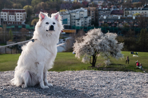 Chú chó cứu cụ bà 80 tuổi được viết nhật ký hàng ngày