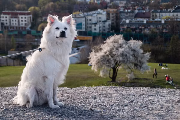 Chú chó cứu cụ bà 80 tuổi được viết nhật ký hàng ngày