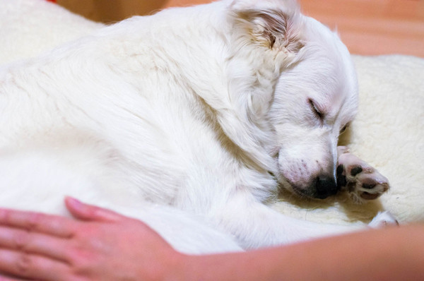 Chú chó cứu cụ bà 80 tuổi được viết nhật ký hàng ngày