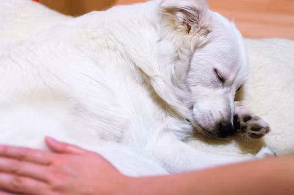 Chú chó cứu cụ bà 80 tuổi được viết nhật ký hàng ngày