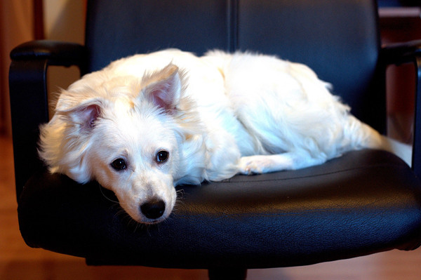 Chú chó cứu cụ bà 80 tuổi được viết nhật ký hàng ngày