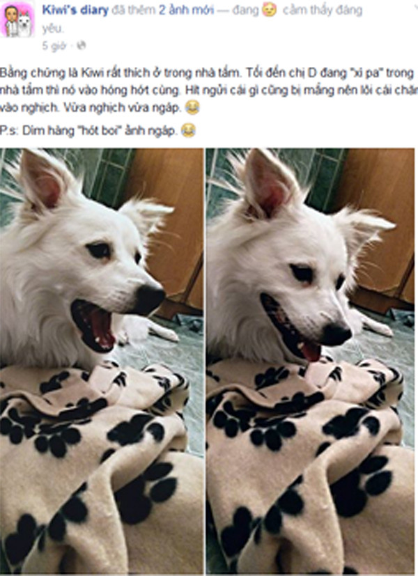 Chú chó cứu cụ bà 80 tuổi được viết nhật ký hàng ngày