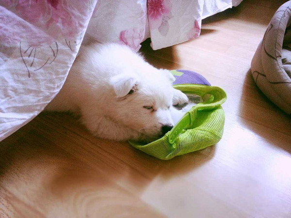 Chú chó cứu cụ bà 80 tuổi được viết nhật ký hàng ngày