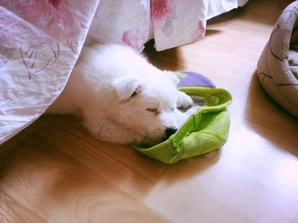 Chú chó cứu cụ bà 80 tuổi được viết nhật ký hàng ngày