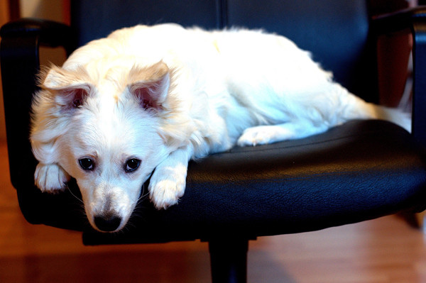 Chú chó cứu cụ bà 80 tuổi được viết nhật ký hàng ngày