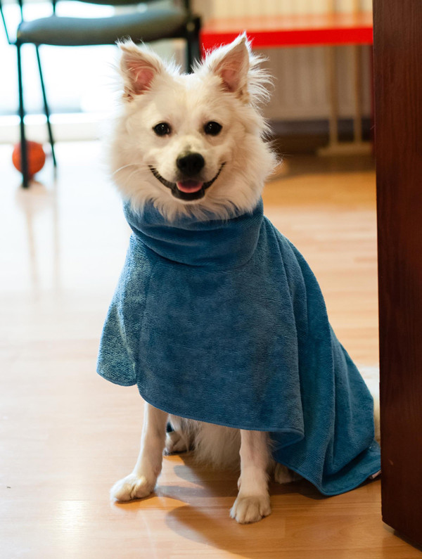 Chú chó cứu cụ bà 80 tuổi được viết nhật ký hàng ngày