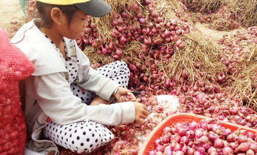 Đủ mọi lứa tuổi mưu sinh bằng nghề bóc hành thuê tại "Vương quốc hành tím" Vĩnh Châu. Người dân địa phương cho rằng, chính việc không dùng đồ bảo hộ khi bóc hành đã khiến số người mù lòa ở địa phương này không ngừng tăng lên. Ảnh: Q.Huy
