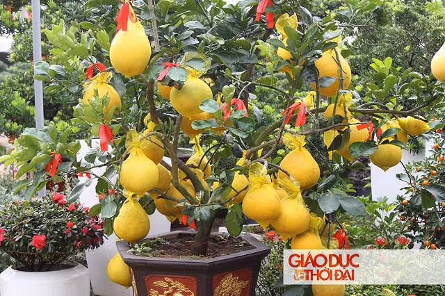 Gốc bưởi nhỏ với kích thước hơn 1m có giá dao động từ 5-10 triệu đồng.