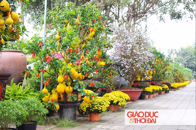 Dọc đường Mai Chí Thọ (Quận 2, TPHCM), bưởi với đủ kích thước lớn nhỏ, được trưng bày rất bắt mắt.