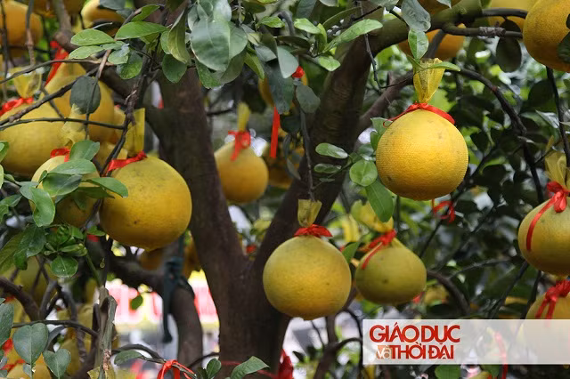 Bưởi càng nhiều quả, càng được khách hàng ưa chuộng.