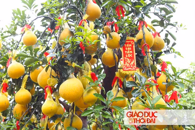 TPHCM: Bưởi Diễn giá hàng chục triệu đồng vẫn được săn đón dịp cận tết ảnh 2