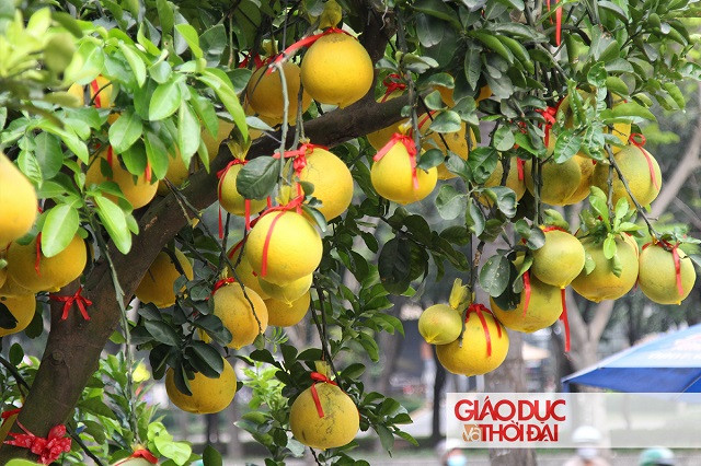 Bưởi Diễn nặng trĩu quả thu hút người qua đường