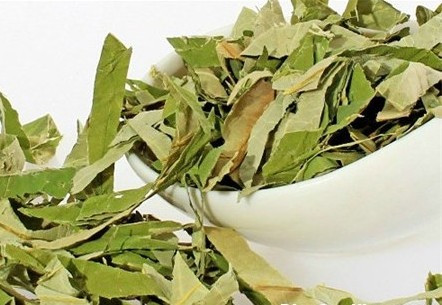 Tác dụng phụ đáng sợ khi uống nước lá sen sai cách