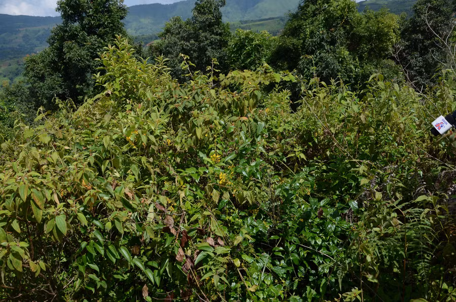 Cây lá ngón mọc hoang ở nhiều địa bàn vùng cao.